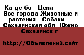 Ка де бо › Цена ­ 25 000 - Все города Животные и растения » Собаки   . Сахалинская обл.,Южно-Сахалинск г.